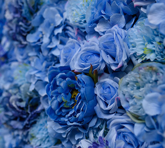 Blue Jasmine Flower Wall